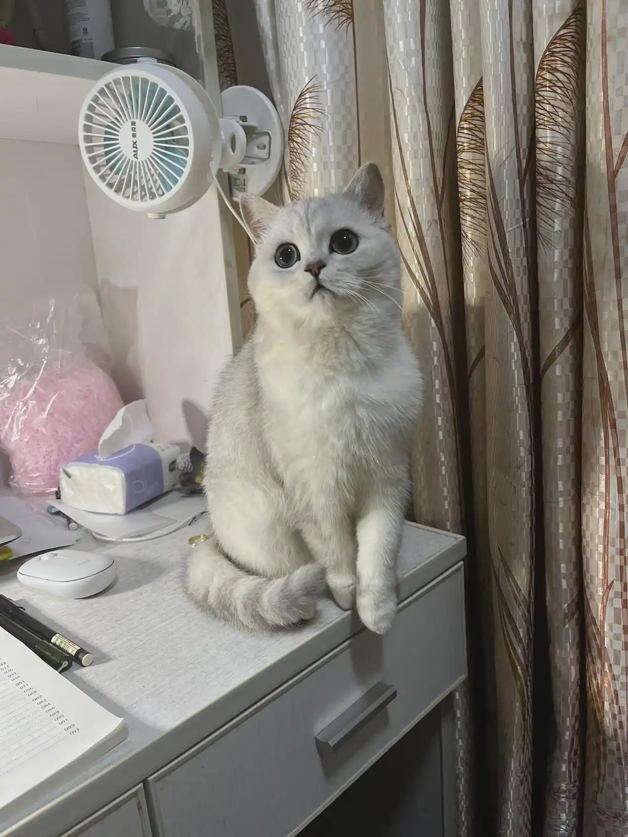 猫猫状态_猫咪生活状态百科_猫咪的生活状态